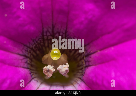 L'intérieur d'un pétunia montrant le pistil et d'étamines Banque D'Images