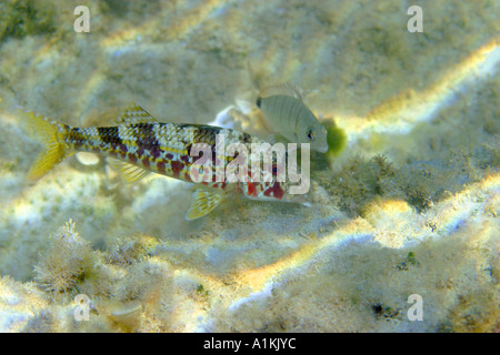 Mullus surmuletus, rougets, est à la recherche de nourriture à l'herbe et la mer,dorade annulaire Diplodus annularis,suit. Banque D'Images