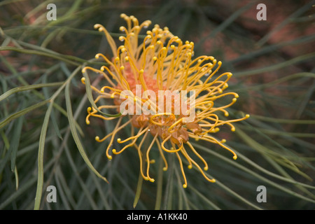 Miel de Grevillea banksii x G G gem pteridofilia NSW Australie Blue Mountains Banque D'Images