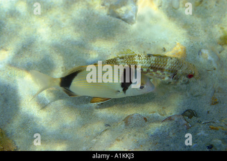 Deux communes sont la dorade,Diplodus vulgaris Mullus surmuletus rouget,grèce,Halkidiki,Mer Méditerranée Banque D'Images