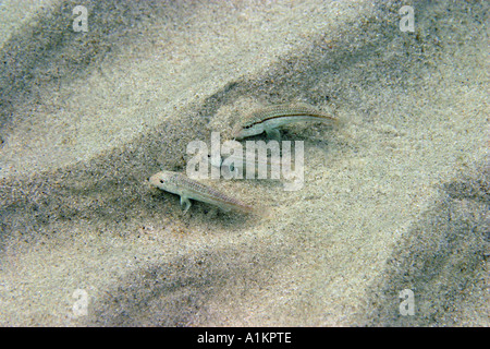 Rouget, plaine mullus barbatus, Halkidiki, Grèce mer Egéé,Méditerranée, Banque D'Images