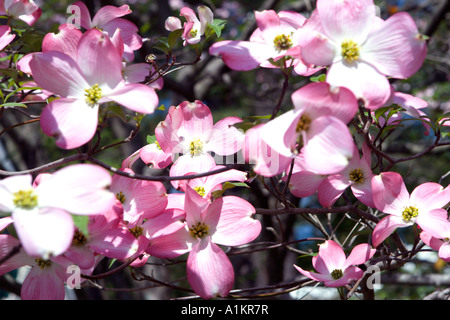 Cornouiller rose au printemps. Banque D'Images