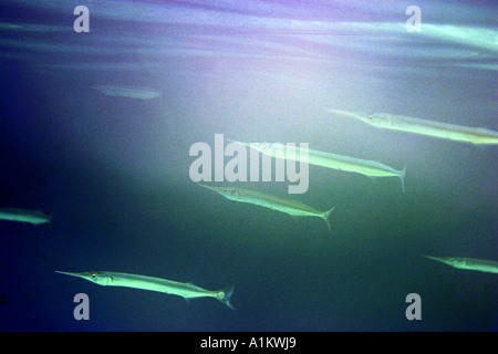 Orphie Belone belone,,Halkidiki,grèce,Mer Méditerranée,needlefish Banque D'Images