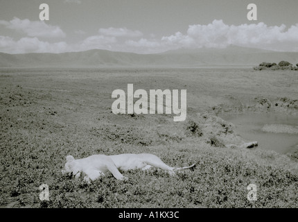 World Traveller. Lion Endormi la faune dans le cratère du Ngorongoro en Tanzanie en Afrique sub-saharienne. Nature Aventure Intrepid Travel Banque D'Images