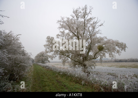 Les inondations d'hiver de prés au Coombe Hill Nature Reserve, Gloucestershire Wildlife Trust. Banque D'Images