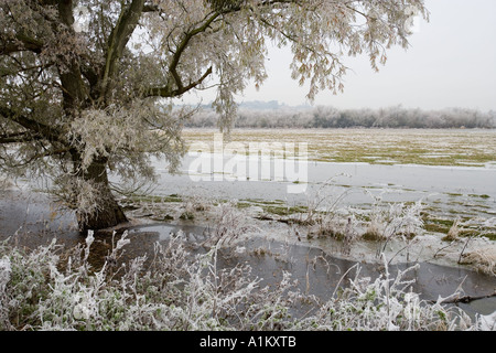 Les inondations d'hiver de prés au Coombe Hill Nature Reserve, Gloucestershire Wildlife Trust. Banque D'Images