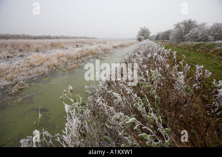 Les inondations d'hiver de prés au Coombe Hill Nature Reserve, Gloucestershire Wildlife Trust. Banque D'Images