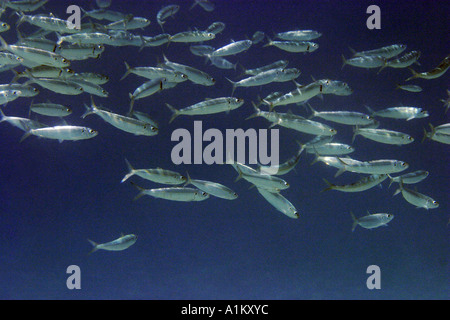 L'alimentation de la sardine dans les eaux peu profondes de la mer Egée, 13 octobre 2005. Banque D'Images