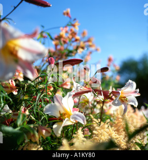 Lillies et astilbe en fleurs poussant dans une frontière herbacées au Jardin Botanique National du Pays de Galles Carmarthenshire UK KATHY DEWITT Banque D'Images