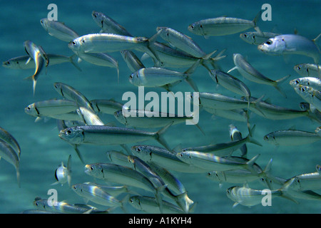 L'alimentation de la sardine dans les eaux peu profondes de la mer Egée, 13 octobre 2005. Banque D'Images