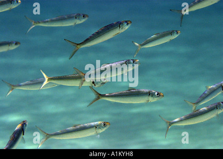 L'alimentation de la sardine dans les eaux peu profondes de la mer Egée, 13 octobre 2005. Banque D'Images