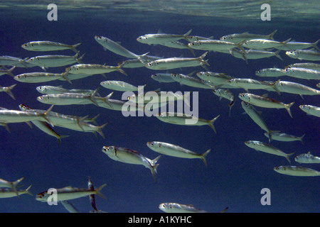 L'alimentation de la sardine dans les eaux peu profondes de la mer Egée, 13 octobre 2005. Banque D'Images