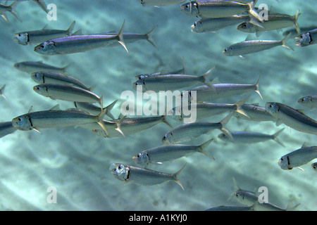 L'alimentation de la sardine dans les eaux peu profondes de la mer Egée, 13 octobre 2005. Banque D'Images