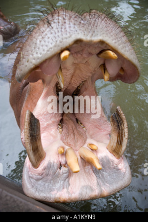 Hippopotamus affamé Chiang Mai Zoo Thaïlande Banque D'Images