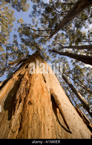 Arbre généalogique de Karri Margaret River en Australie de l'ouest Banque D'Images