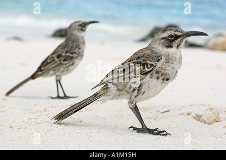 Mockingbird (Nesomimus macdonaldi hotte) Isla Española, ( Hood Island) Iles Galapagos, Equateur, endémique Banque D'Images