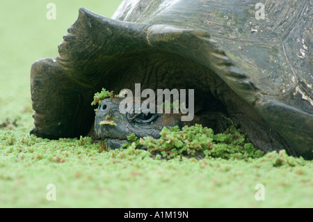 Tortue géante des Galapagos (Geochelone elephantopus) dans les hautes terres sauvages, Santa Cruz est l'Equateur, Galapagos. Banque D'Images