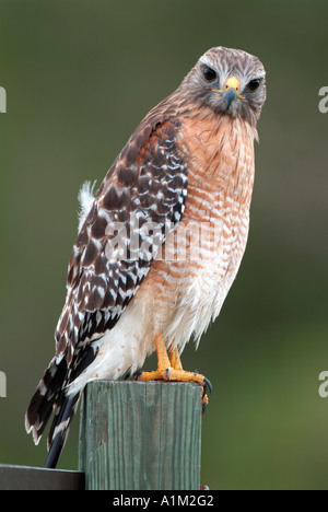 Red épaulettes Buteo lineatus Everglades de Floride USA Banque D'Images
