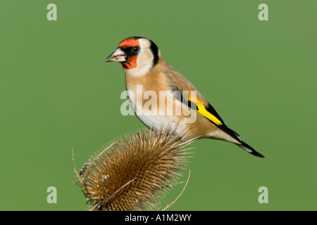 Goldfinch Carduelis carduelis se nourrissant de Cardère commune Dipsacus fullonum avec nice hors focus contexte bedfordshire potton Banque D'Images