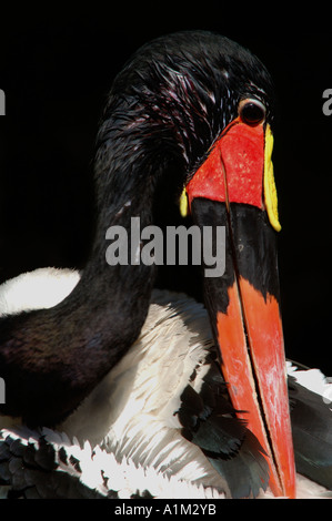Stork Ephippiorhynchus senegalensis Saddle Bec Sud Banque D'Images