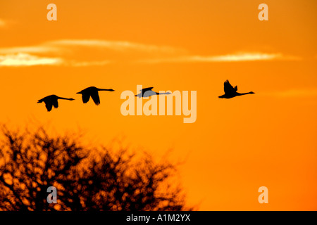 Les cygnes de Bewick Cygnus columbianus en vol avec nice matin orange sky welney Banque D'Images