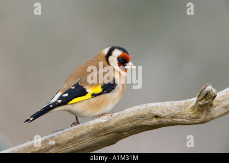 Goldfinch Carduelis carduelis perché sur une branche avec un joli fond de foccus bedfordshire potton Banque D'Images
