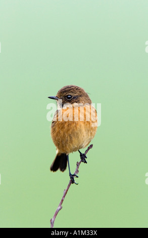 Saxicola torquata Stonechat Femail sitting on twig à Nice avec alerte désamorcer bedfordshire potton d'arrière-plan Banque D'Images