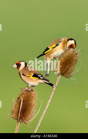 Goldfinch Carduelis carduelis se nourrissant de Cardère commune Dipsacus fullonum : nice avec arrière-plan flou Bedfordshire Potton Banque D'Images