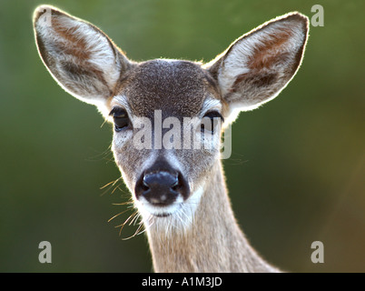 Florida Key Deer Odocoileous virginianus clavium USA Banque D'Images