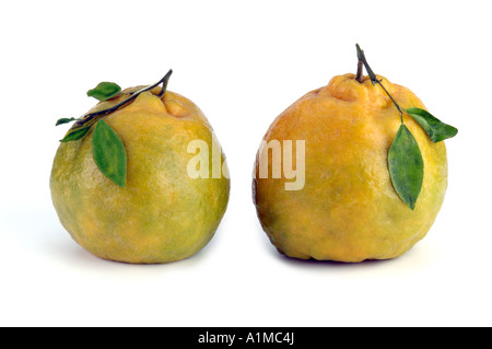HMA210010 deux paires de fruits orange avec feuille verte et fond blanc Banque D'Images