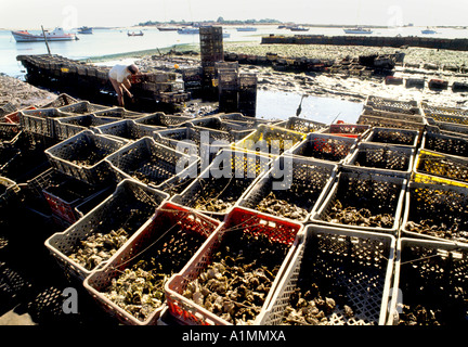 Nazare Beach Portugal Portugais Huîtres Moules Banque D'Images