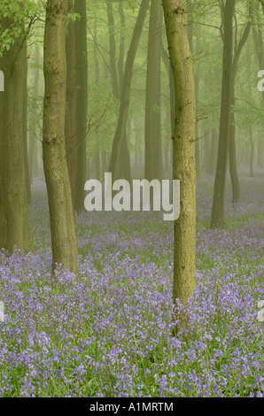 Misty bluebells (1) Banque D'Images