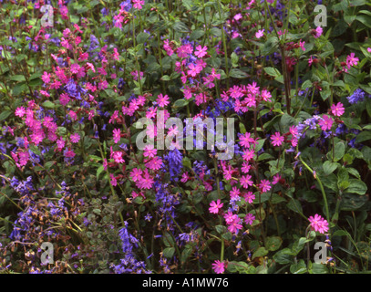 Red Campion & Bluebells en taillis restauré Banque D'Images