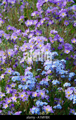 L Échelle de Jacob magnifique et Alpine Forget Me Not Péninsule Kenai en Alaska Chugach National Forest Banque D'Images