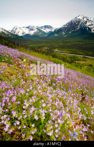 Floraison de fleurs sauvages le long de la péninsule de Kenai Seward Highway Alaska Chugach National Forest Banque D'Images