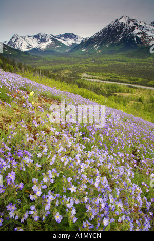 Floraison de fleurs sauvages le long de la péninsule de Kenai Seward Highway Alaska Chugach National Forest Banque D'Images