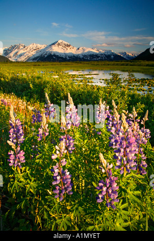 La Forêt nationale de Chugach Alaska Lupin Banque D'Images