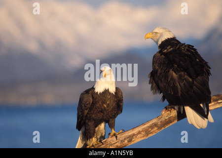 Pygargue à tête blanche Haliaeetus leucocephalus sur une perche en bois flotté de la baie Kachemak Southcentral Alaska Banque D'Images