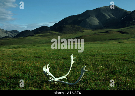 Le Versant Nord de la chaîne de Brooks en arrière-plan. L'Arctic National Wildlife Refuge, en Alaska, USA Banque D'Images