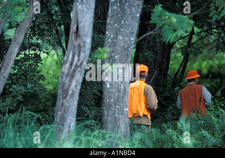 Deux chasseurs dans Hunter Orange en chasse en bois oiseaux au Nouveau-Brunswick Canada Banque D'Images