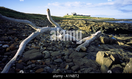 Vue sur Château De Dunstanburgh de la plage près de Craster sur la côte de Northumberland Région d'une beauté naturelle Banque D'Images
