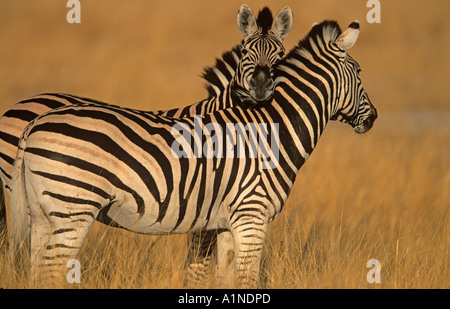 Burchell Equus burchelli zèbres Banque D'Images