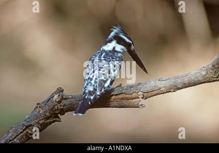 Pied Kingfisher Ceryle rudis Banque D'Images