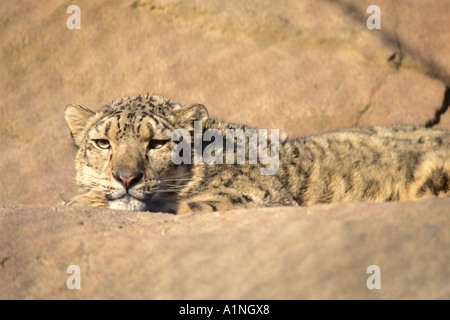 Snow Leopard Panthera uncia en voie de disparition dans le Zoo d'Anchorage Anchorage Alaska Banque D'Images