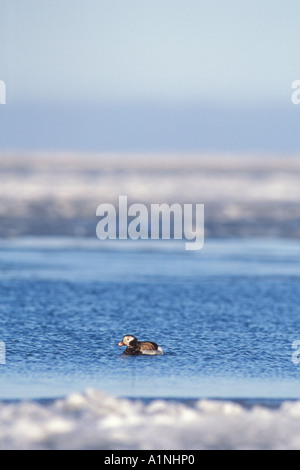 Le canard kakawi Clangula hyemallis sur un étang en 1002 de l'Arctic National Wildlife Refuge en Alaska Banque D'Images