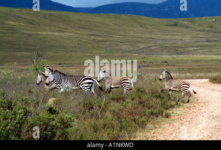 Les zèbres de montagne du cap dans le Parc National de Bontebok Swellendam western cape Afrique du Sud RSA Banque D'Images