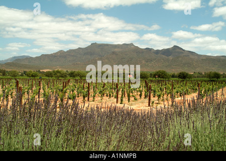 Heather bleu entoure le vignoble de vins Graham Beck dans Robertson western cape Afrique du Sud RSA Banque D'Images