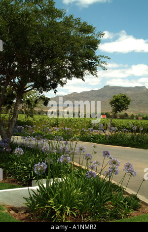 Graham Beck wine estate au Robertson western cape Afrique du Sud RSA Banque D'Images