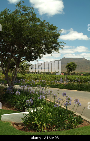 Graham Beck wine estate au Robertson western cape Afrique du Sud RSA Banque D'Images