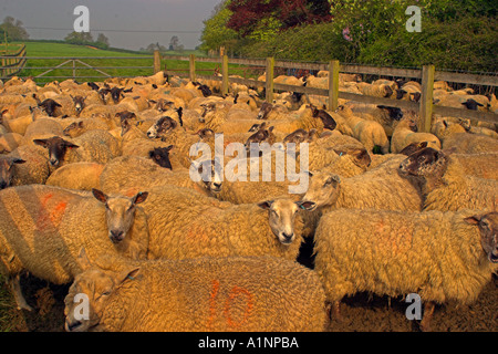 Les moutons attendent d'être cisaillé à Milton on Stour, Dorset, Angleterre